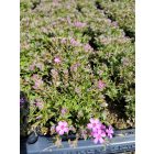 Árlevelű lángvirág 'Zwergenteppich' (Phlox subulata)