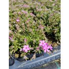 Árlevelű lángvirág 'Zwergenteppich' (Phlox subulata)