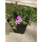Árlevelű lángvirág 'Zwergenteppich' (Phlox subulata)