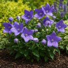Kék léggömbvirág ‘Coda Blue’ (Platycodon grandiflorus)