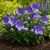 Kék léggömbvirág ‘Coda Blue’ (Platycodon grandiflorus)