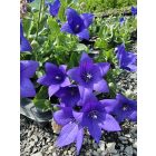 Kék léggömbvirág ‘Coda Blue’ (Platycodon grandiflorus)