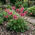 Nepáli pimpó 'Miss Willmott' (Potentilla nepalensis)
