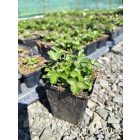 Nepáli pimpó 'Miss Willmott' (Potentilla nepalensis)