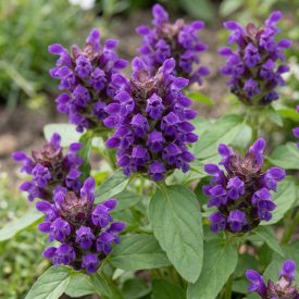 Nagyvirágú gyíkfű (Prunella grandiflora)