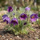 Leánykökörcsin 'Pulsar Violet Shades' (Pulsatilla vulgaris)