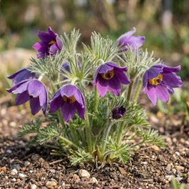   Leánykökörcsin 'Pulsar Violet Shades' (Pulsatilla vulgaris)