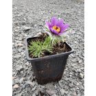 Leánykökörcsin 'Pulsar Violet Shades' (Pulsatilla vulgaris)
