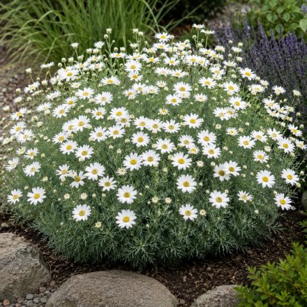 Marokkói margaréta ‘Casablanca’ (Rhodanthemum hosmariense)