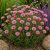 Marokkói százszorszép ‘Marrakech’ (Rhodanthemum hosmariense)