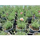 Marokkói százszorszép ‘Marrakech’ (Rhodanthemum hosmariense)