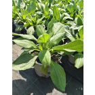 Kúpvirág ‘Cappuccino’ (Rudbeckia)
