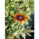 Kúpvirág ‘Cappuccino’ (Rudbeckia)