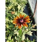 Kúpvirág ‘Cappuccino’ (Rudbeckia)