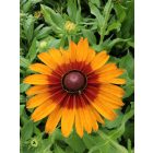 Kúpvirág ‘Cappuccino’ (Rudbeckia)