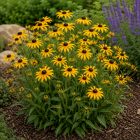 Pompás kúpvirág ‘Goldsturm’ (Rudbeckia fulgida)