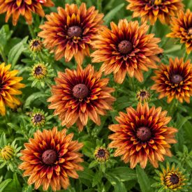 Kúpvirág 'Rudy Double Rose' (Rudbeckia hirta)