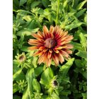 Kúpvirág 'Rudy Double Rose' (Rudbeckia hirta)