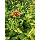 Kúpvirág 'Rudy Double Rose' (Rudbeckia hirta)