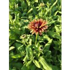 Kúpvirág 'Rudy Double Rose' (Rudbeckia hirta)