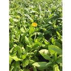 Kúpvirág ‘Prairie Sun’ (Rudbeckia)