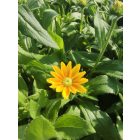 Kúpvirág ‘Prairie Sun’ (Rudbeckia)
