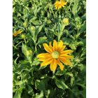Kúpvirág ‘Prairie Sun’ (Rudbeckia)