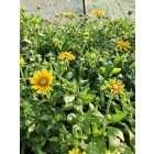 Kúpvirág ‘Prairie Sun’ (Rudbeckia)