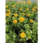 Kúpvirág ‘Prairie Sun’ (Rudbeckia)