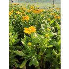 Kúpvirág ‘Prairie Sun’ (Rudbeckia)