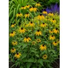 Kúpvirág (Rudbeckia triloba)