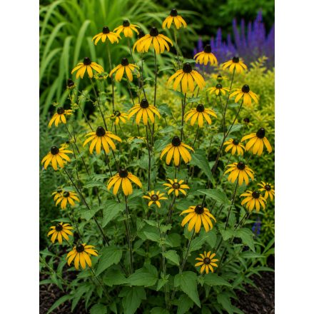 Kúpvirág (Rudbeckia triloba)