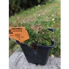 Szálkás zöldhúr (Sagina subulata)