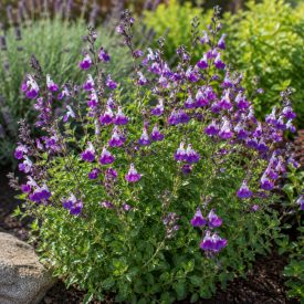 Őszi zsálya 'Amethyst Lips' (Salvia greggii)