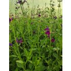 Őszi zsálya 'Amethyst Lips' (Salvia greggii)