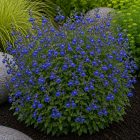 Őszi zsálya ‘Blue Note’ (Salvia greggii)