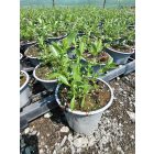 Őszi zsálya ‘Blue Note’ (Salvia greggii)