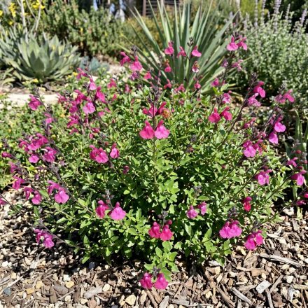 Őszi zsálya ‘Flower Child’ (Salvia greggii)