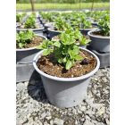 Őszi zsálya ‘Flower Child’ (Salvia greggii)