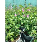 Őszi zsálya ‘Flower Child’ (Salvia greggii)