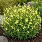 Őszi zsálya ‘Lemon Light’ (Salvia greggii)