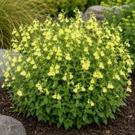 Őszi zsálya ‘Lemon Light’ (Salvia greggii)
