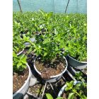 Őszi zsálya ‘Lemon Light’ (Salvia greggii)