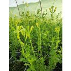 Őszi zsálya ‘Lemon Light’ (Salvia greggii)