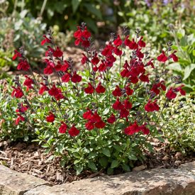 Őszi zsálya ‘Royal Bumble’ (Salvia greggii)
