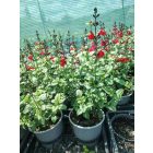 Őszi zsálya ‘Royal Bumble’ (Salvia greggii)
