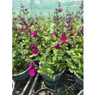 Őszi zsálya ‘Viola’s Darling’ (Salvia greggii)