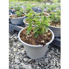 Ligeti zsálya ‘Apex Blue’ (Salvia nemorosa)
