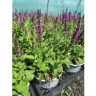 Ligeti zsálya ‘Apex pink’ (Salvia nemorosa)