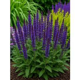Ligeti zsálya 'Blaukönigin' (Salvia nemorosa)